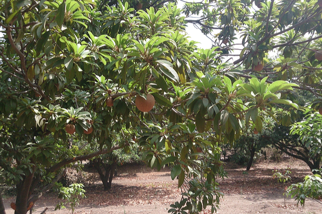 Sapodilla-Tree - Kids Healthy Teeth