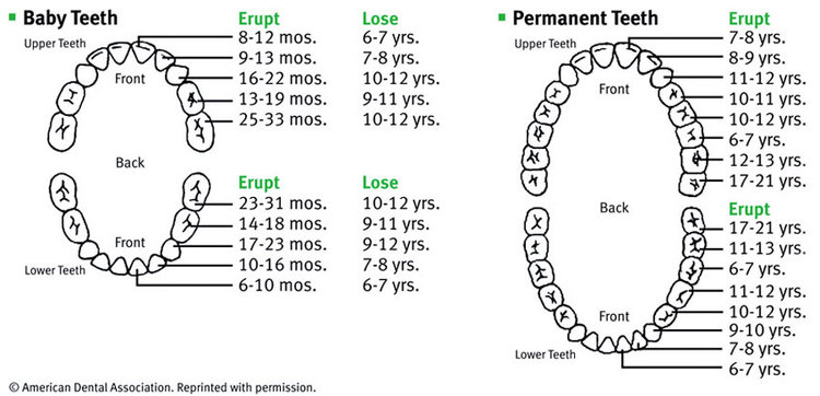 Baby And Permanent Teeth Models